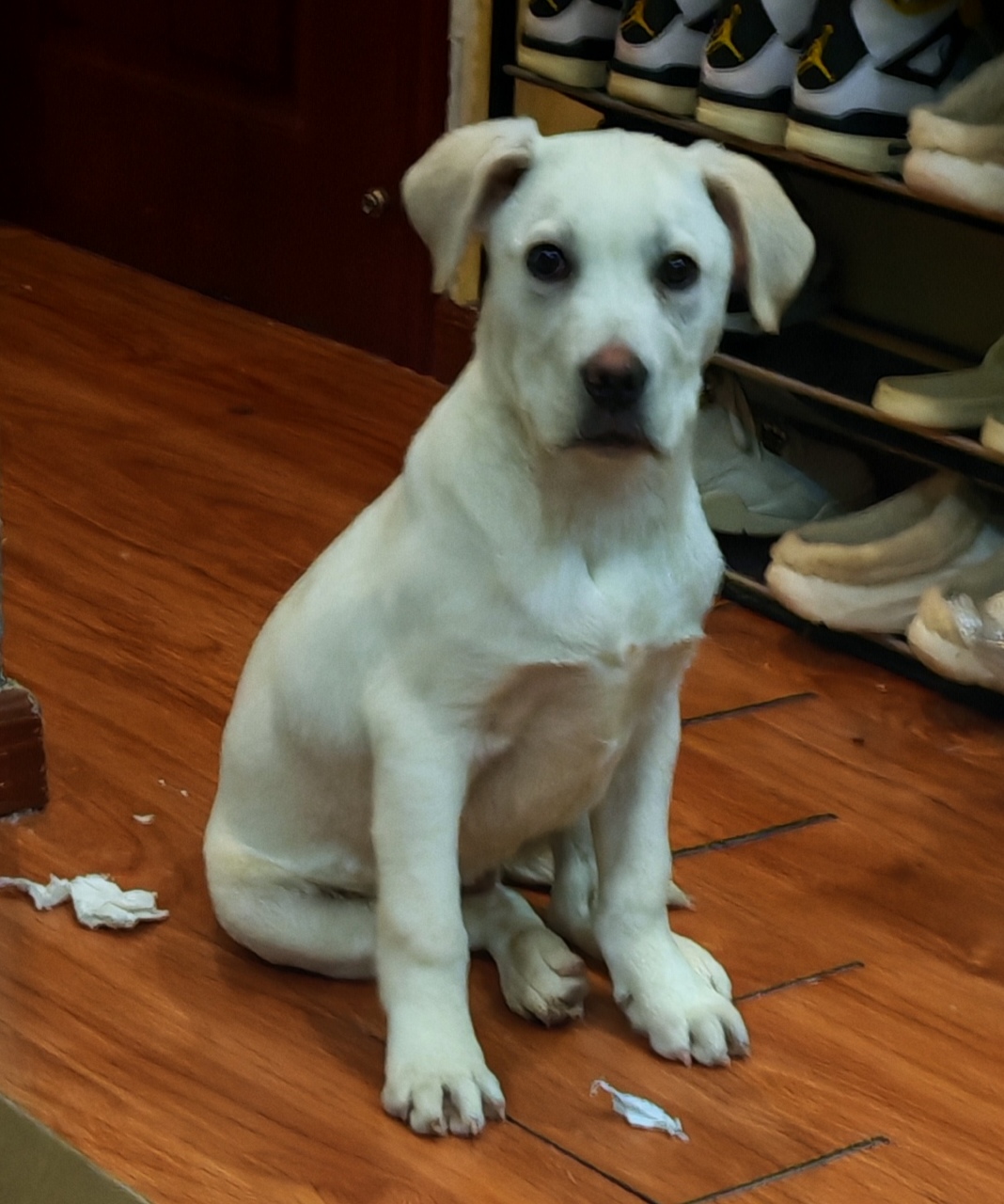 拉布拉多#公犬#除虫疫苗已做#包售后无忧。